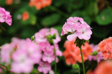 Güzel pembe sardunyalar doğada çiçek açar.