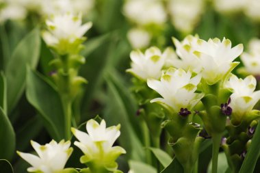 Bahçede çiçek açan güzel beyaz kız laleleri.