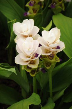 Bahçede çiçek açan güzel beyaz kız laleleri.