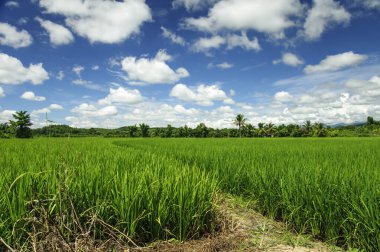 Tayland 'da Paddy Jasmine pirinç çiftliği