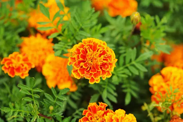 Bahçe bahçesinde taze altın kadife çiçekleri