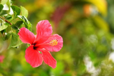 Yapraklı kırmızı amber çiçeği