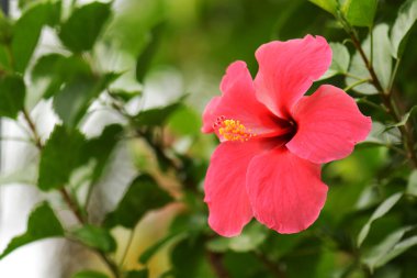 Yapraklı kırmızı amber çiçeği