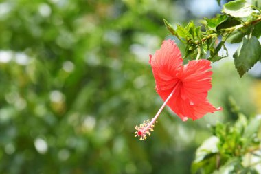 Yapraklı kırmızı amber çiçeği