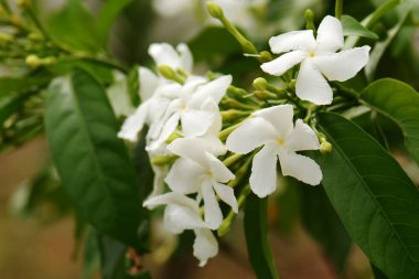 Beyaz çiçekler makro bahar çiçeği