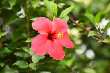 Yapraklı kırmızı amber çiçeği