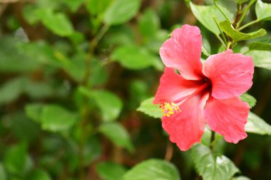 Yapraklı kırmızı amber çiçeği