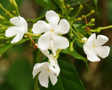 Beyaz çiçekler makro bahar çiçeği