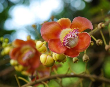 Gülle Ağacı 'nın doğal çevresi ile Gülle Çiçeği