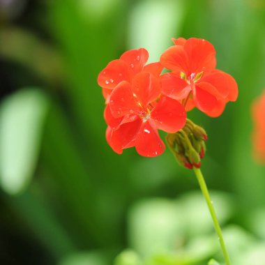 Bahçede turuncu sardunya