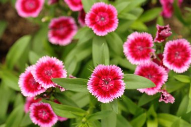 Bahçedeki pembe dianthus çiçeği
