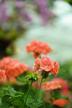 Bahçede turuncu sardunya