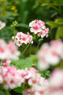 pembe ve beyaz sardunya