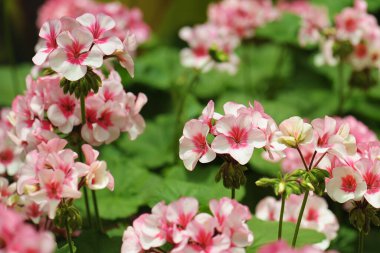 pembe ve beyaz sardunya