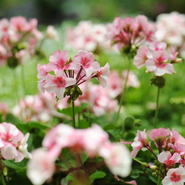 pembe ve beyaz sardunya