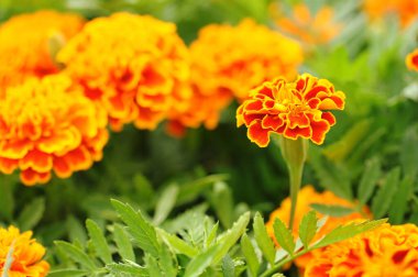 Kadife çiçekleri (Tagetes erecta, Meksika kadife çiçeği, Aztek kadife çiçeği, Afrika kadife çiçeği))