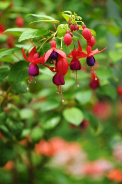 Güzel pembe ve mor fuşya çiçekler