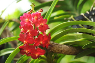 Kırmızı çiçek buketi orkideler