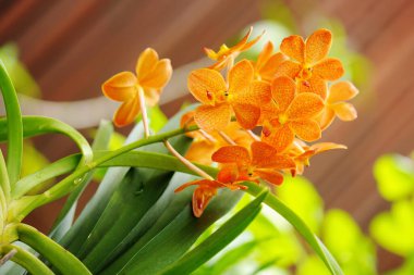 Sarı çiçek buketi orkideler