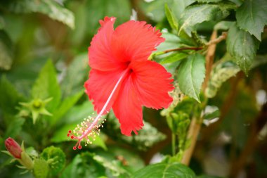 Kırmızı hibiscus çiçek yaprakları
