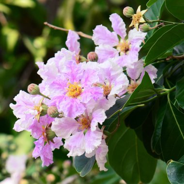 Queens Crape-Myrtle çiçeğinin mor rengi