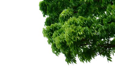 Beyaz arkaplanda izole edilmiş ağaç dalları