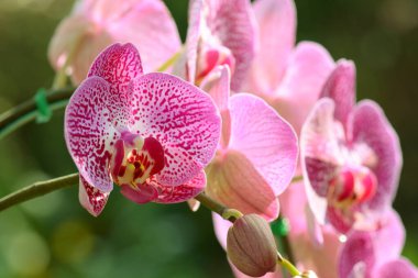 Orkideler Tayland 'da çiçeklerin kraliçesi olarak kabul edilir.
