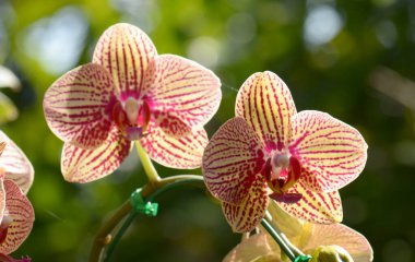 Orkideler Tayland 'da çiçeklerin kraliçesi olarak kabul edilir.