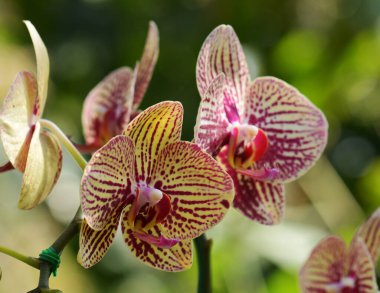 Orkideler Tayland 'da çiçeklerin kraliçesi olarak kabul edilir.