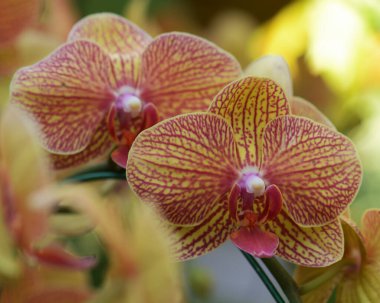 Orkideler Tayland 'da çiçeklerin kraliçesi olarak kabul edilir.