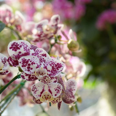 Orkideler Tayland 'da çiçeklerin kraliçesi olarak kabul edilir.