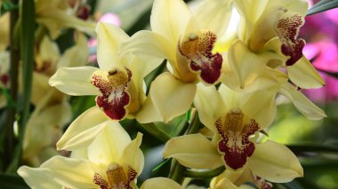 Orkideler Tayland 'da çiçeklerin kraliçesi olarak kabul edilir.