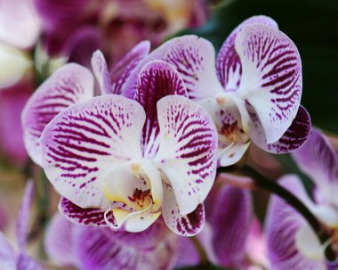 Orkideler Tayland 'da çiçeklerin kraliçesi olarak kabul edilir.