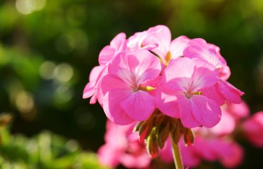 Sabahları pembe sardunyalar