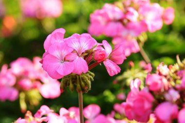 Sabahları pembe sardunyalar