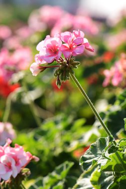 Sabahları pembe sardunyalar
