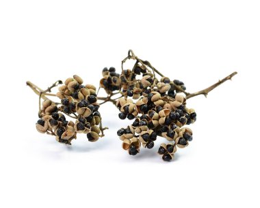 Beyaz arka planda Dry Zanthozylum limonella Alston