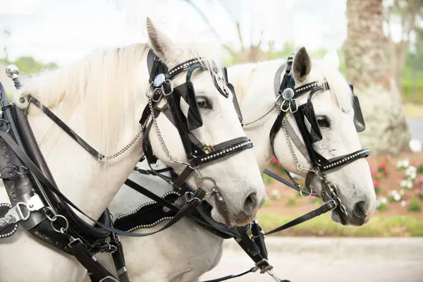 İki görkemli beyaz at yan yana, siyah deri kayışlarla araba çekiyorlar.