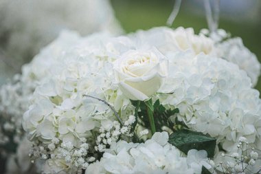 Beyaz ortanca buketleri kapanıyor ve muhteşem