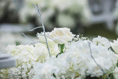 Beyaz ortanca buketleri kapanıyor ve muhteşem