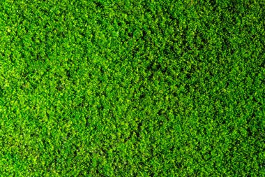 Güzel yeşil yosunların yakın plan çekimleri. Duvar kâğıdı için yosun harika yosun arkaplanı