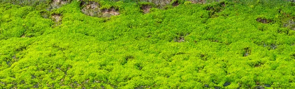 Detailní Záběr Krásné Zelené Mech Pozadí Zblízka Mech Makro Krásné — Stock fotografie