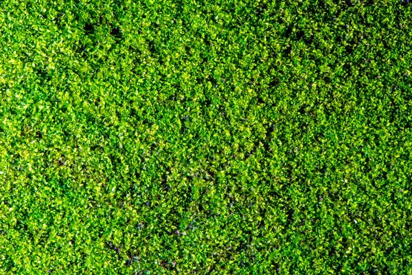 Close Beautiful Green Moss Close Background Moss Macro Beautiful Moss — Stock Photo, Image