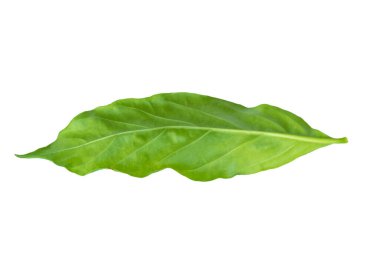 beyaz arkaplanda yeşil yapraklar izole