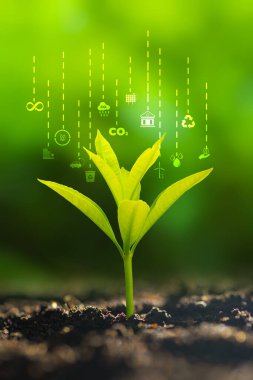 Yenilenebilir enerji konsepti Dünya Günü veya çevre koruma Elleri toprakta yetişen ormanları korur ve dünyayı kurtarmaya yardım eder.