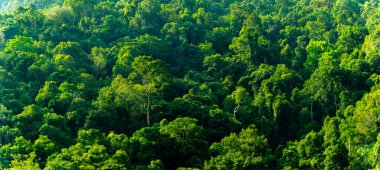 Toprak koruma günü kavramı ya da büyüyen ormanı korumak için çevreyi koruyan eller
