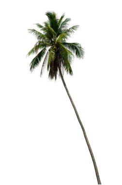 Hindistan cevizi ağacı beyaz arkaplan