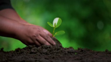 Ağaç dikmek, çevreyi sevmek ve doğayı korumak bitkileri beslemek Dünya Çevre Günü 'nün güzel görünmesine yardımcı olmak için.