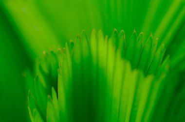 Tropikal bir ormanda palmiye yapraklarının doğal arka planı.