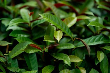 Güzel koyu yeşil yaprak dokusu, nokta atışı, doğal yeşil yapraklar doğa duvar kağıdı veya tropikal kapak için kullanılıyor.